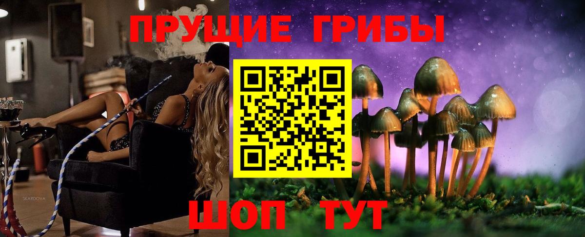 Гатчина  где найти наркотики  Вход с VPN  Псилоцибиновые грибы прущие грибы 